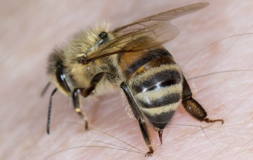 pčelinji ubod za povećanje penisa